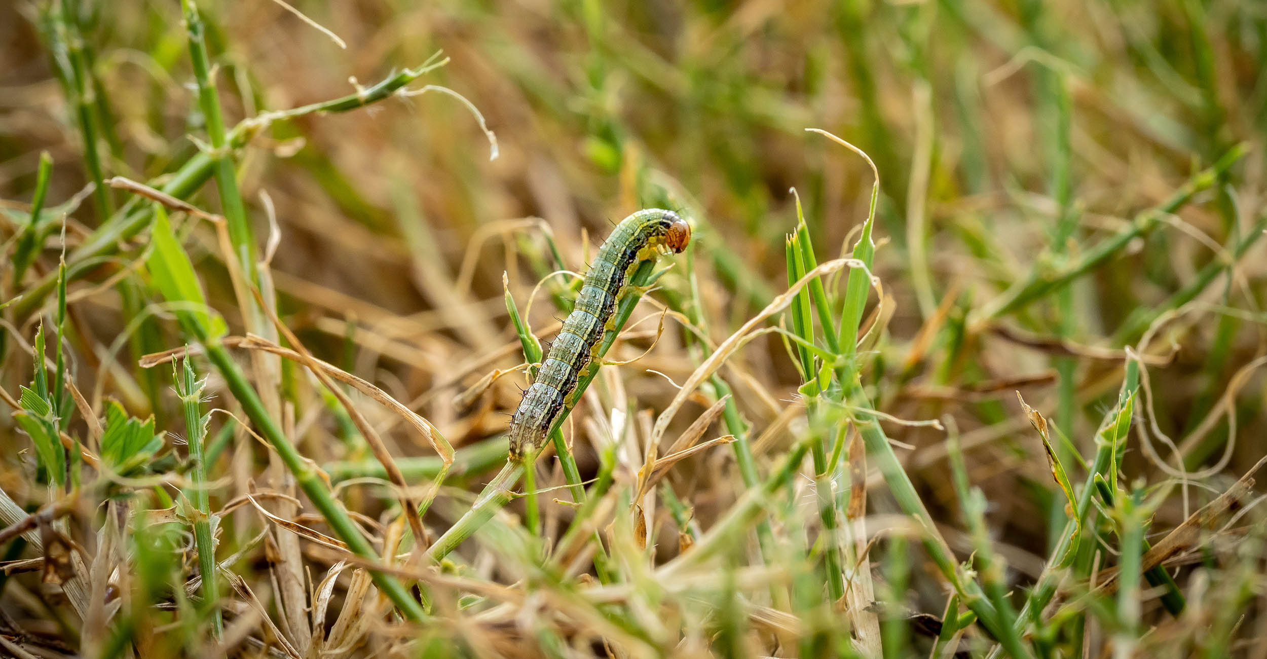 A fall army work on blade of grass in a field.
