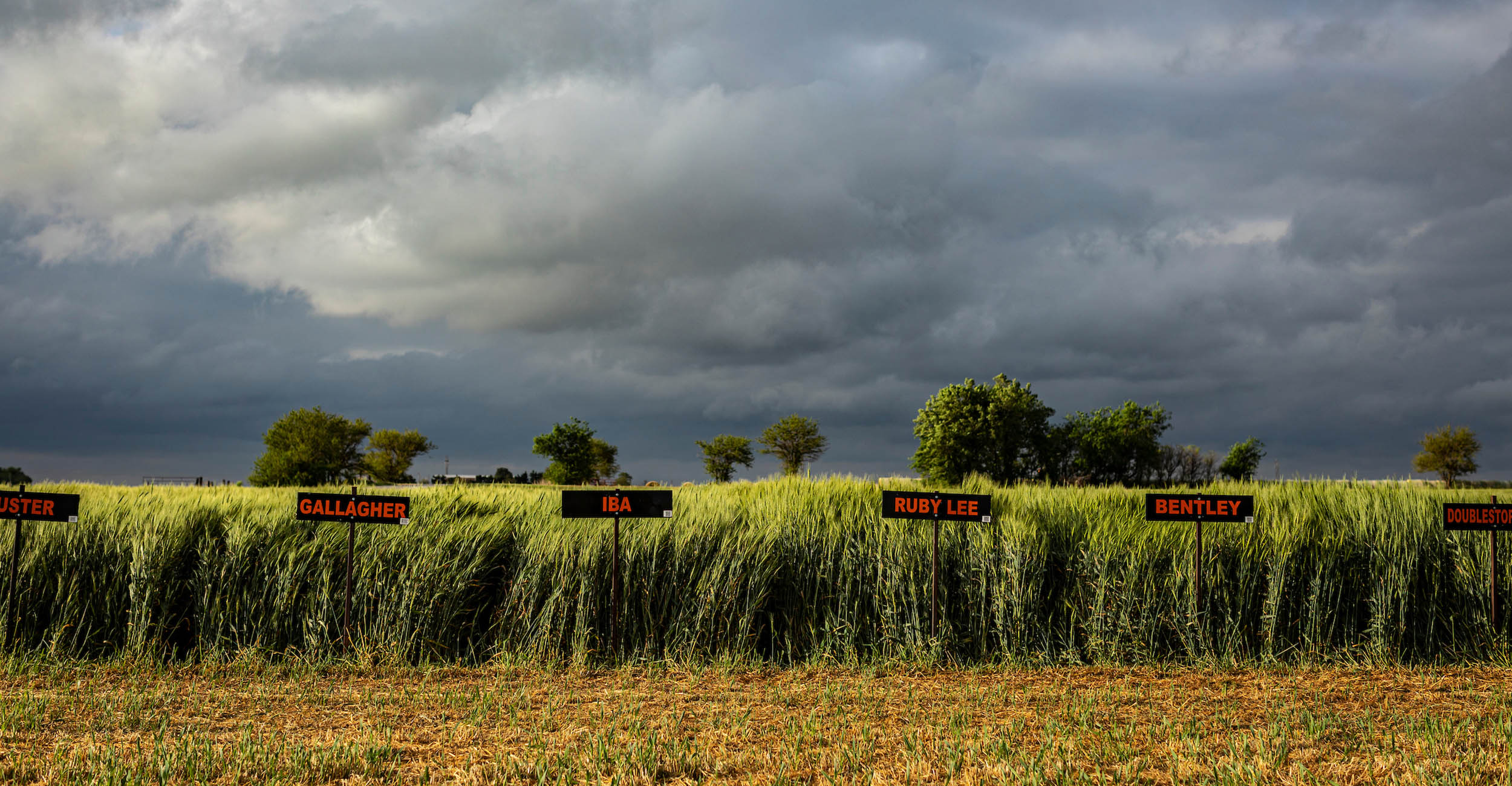 Signs with the names of different types of wheat sticking out of the ground in front of a wheat field.