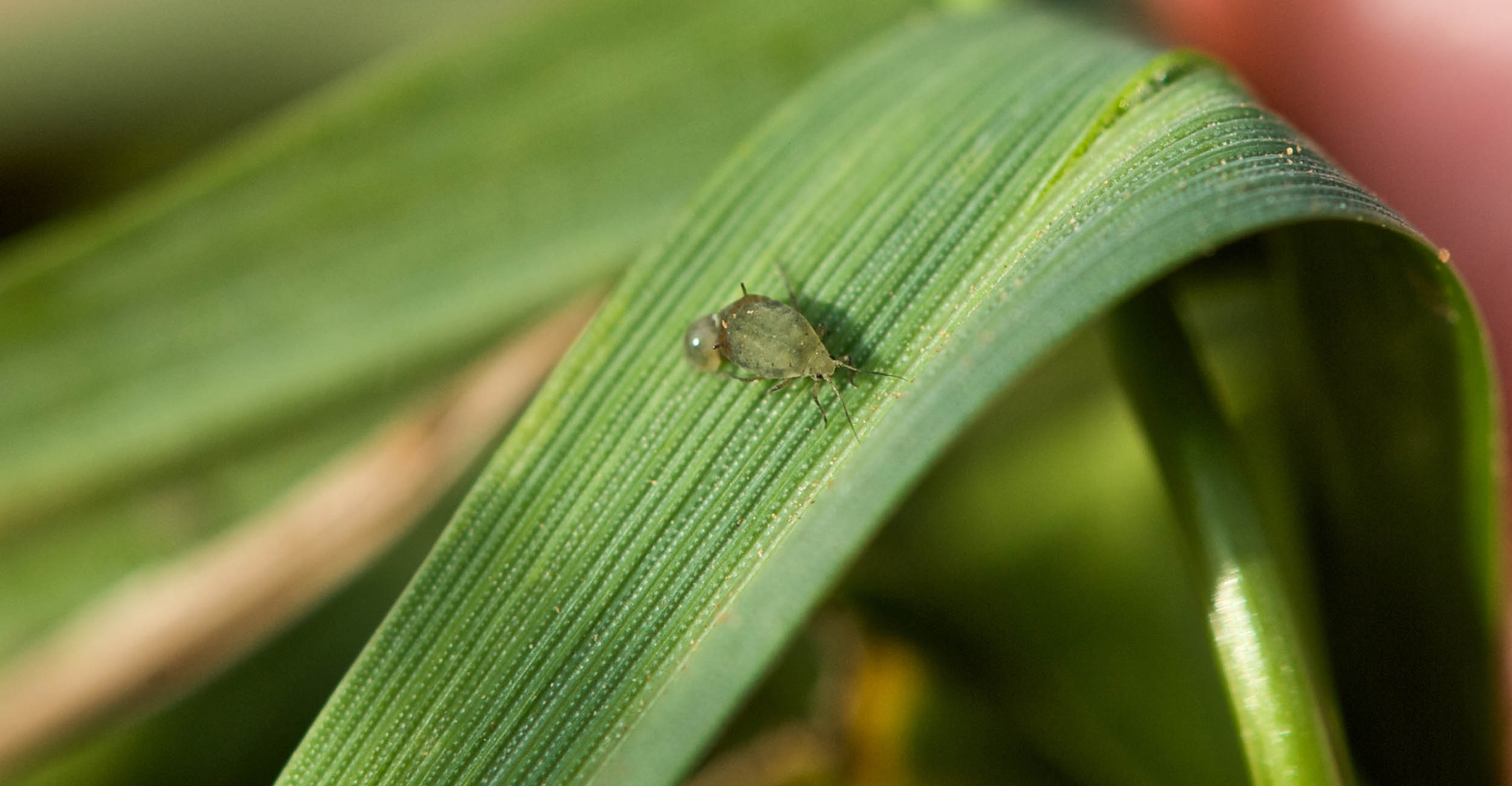 Close up image of an aphid on a leaf.