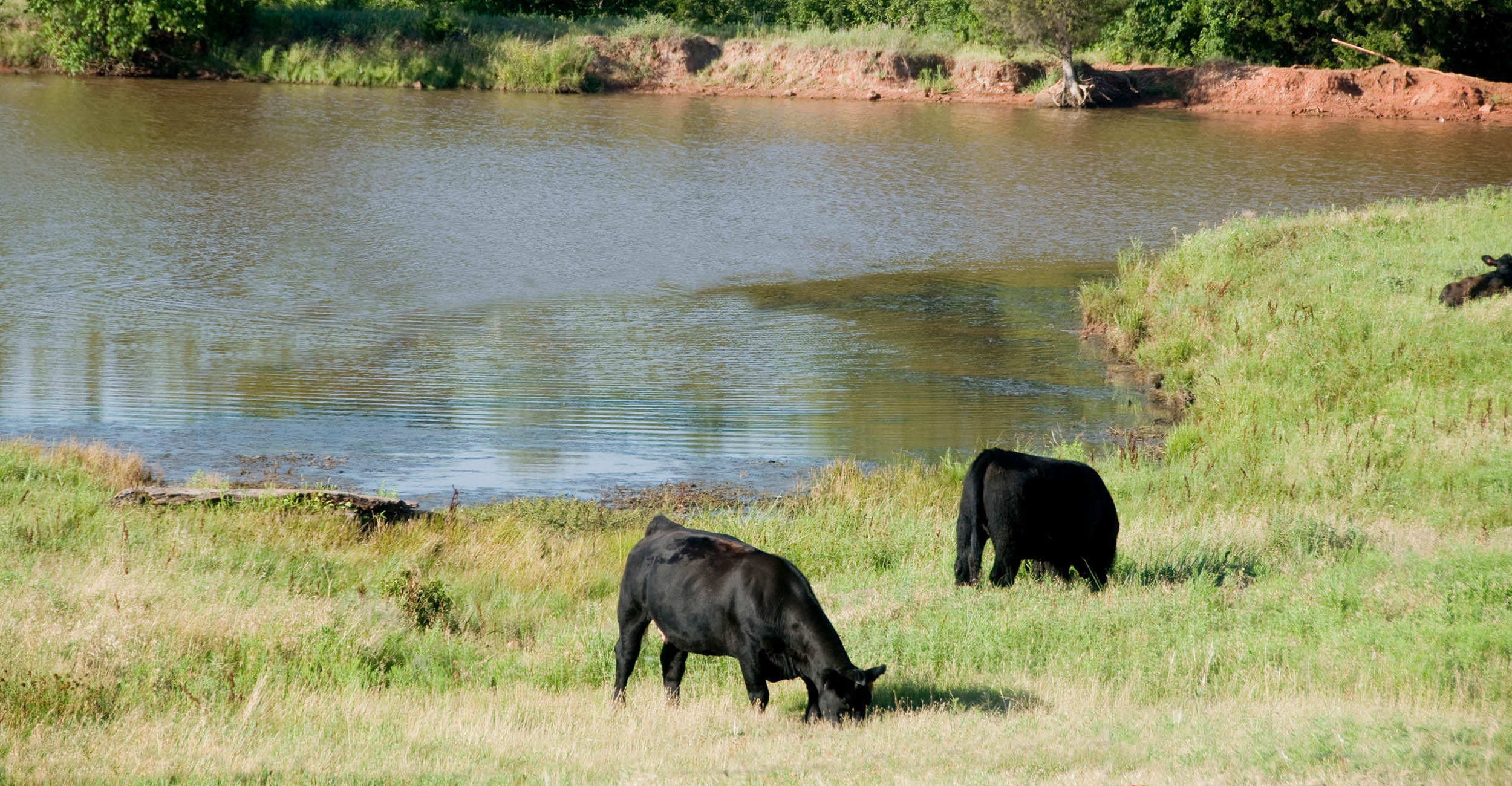 A pond with cows grazing around it.