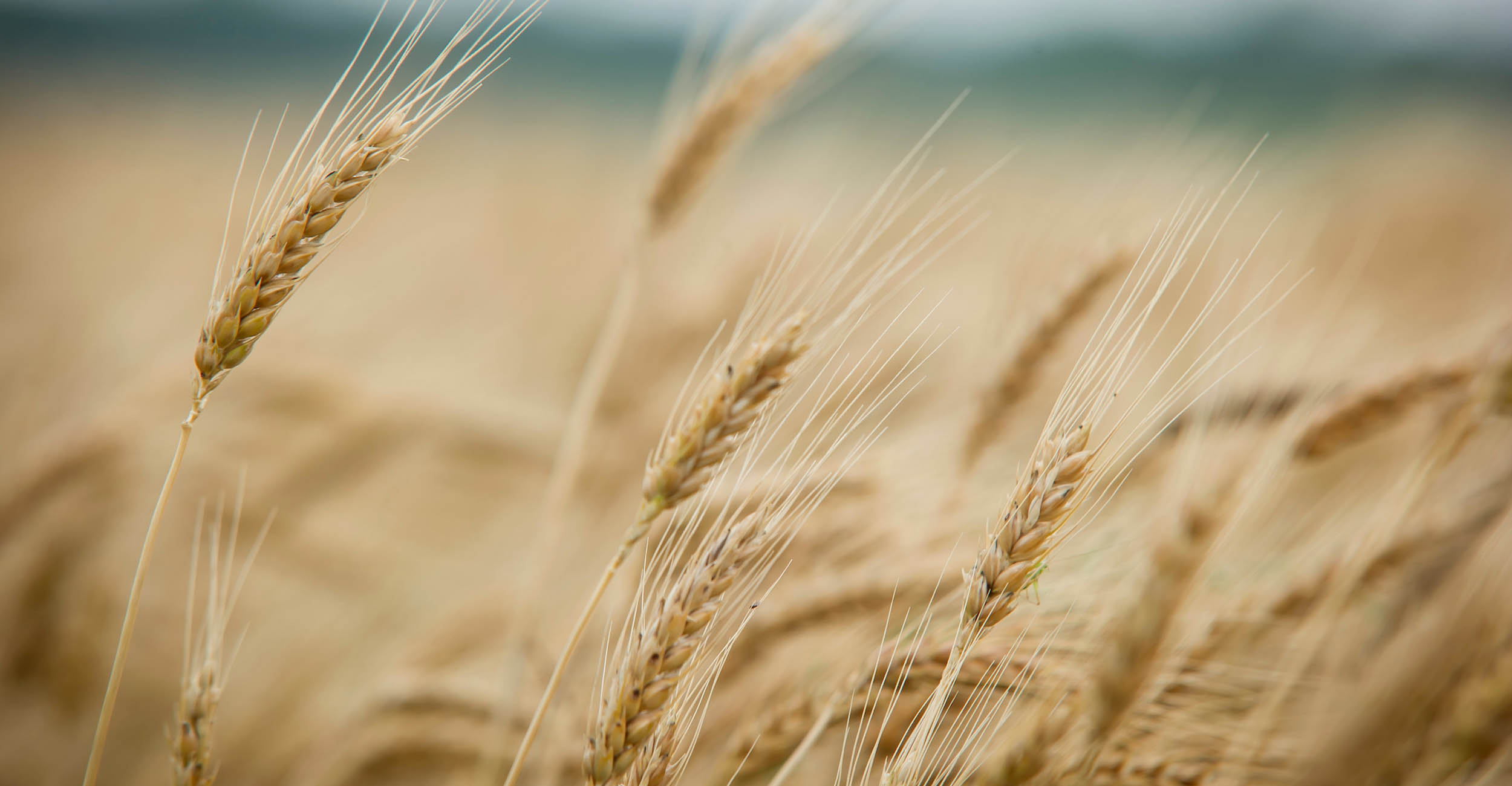 Close up image of wheat in a wheat field