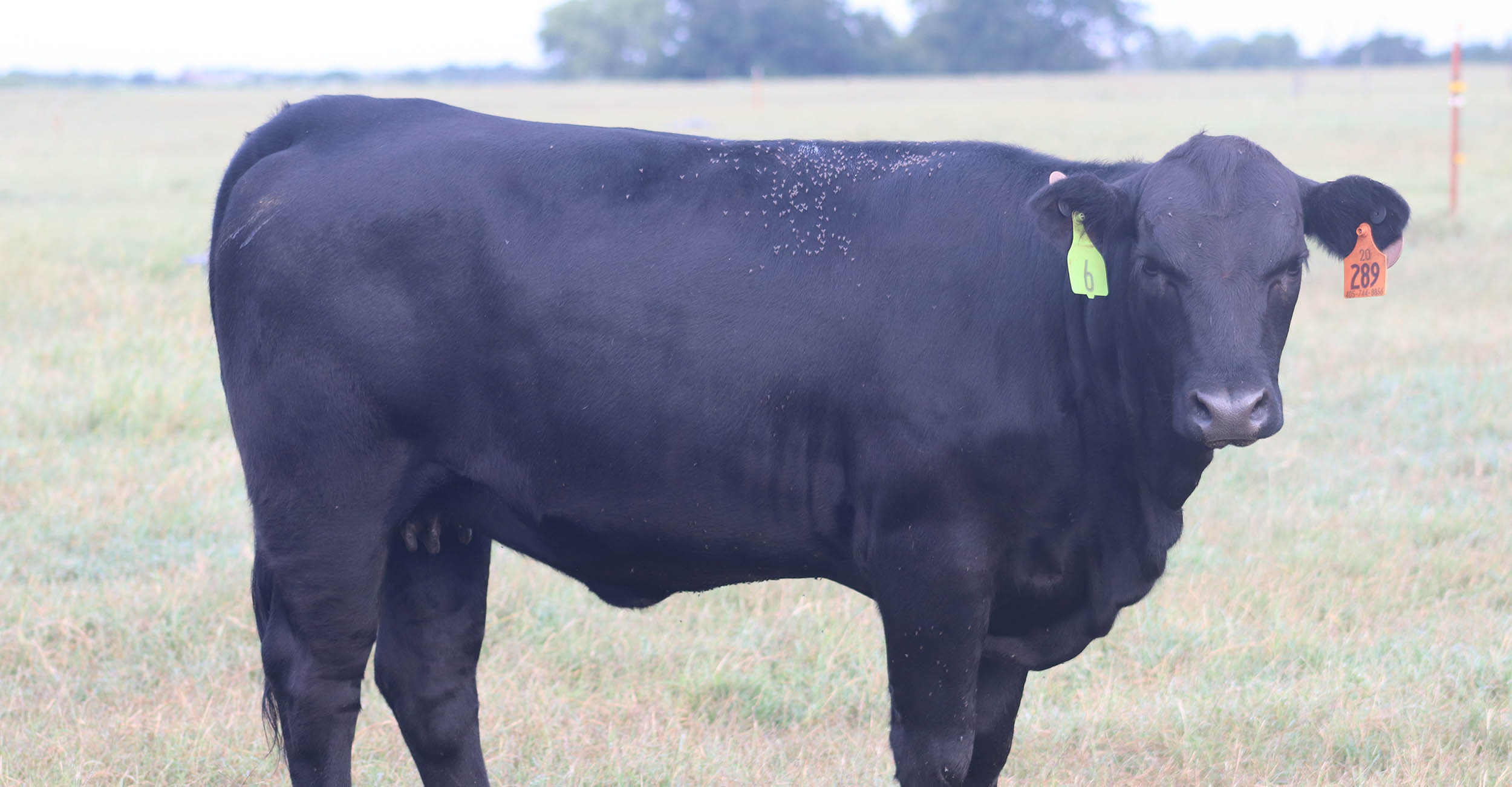 Cattle producers are battling flies and ticks this summer Oklahoma
