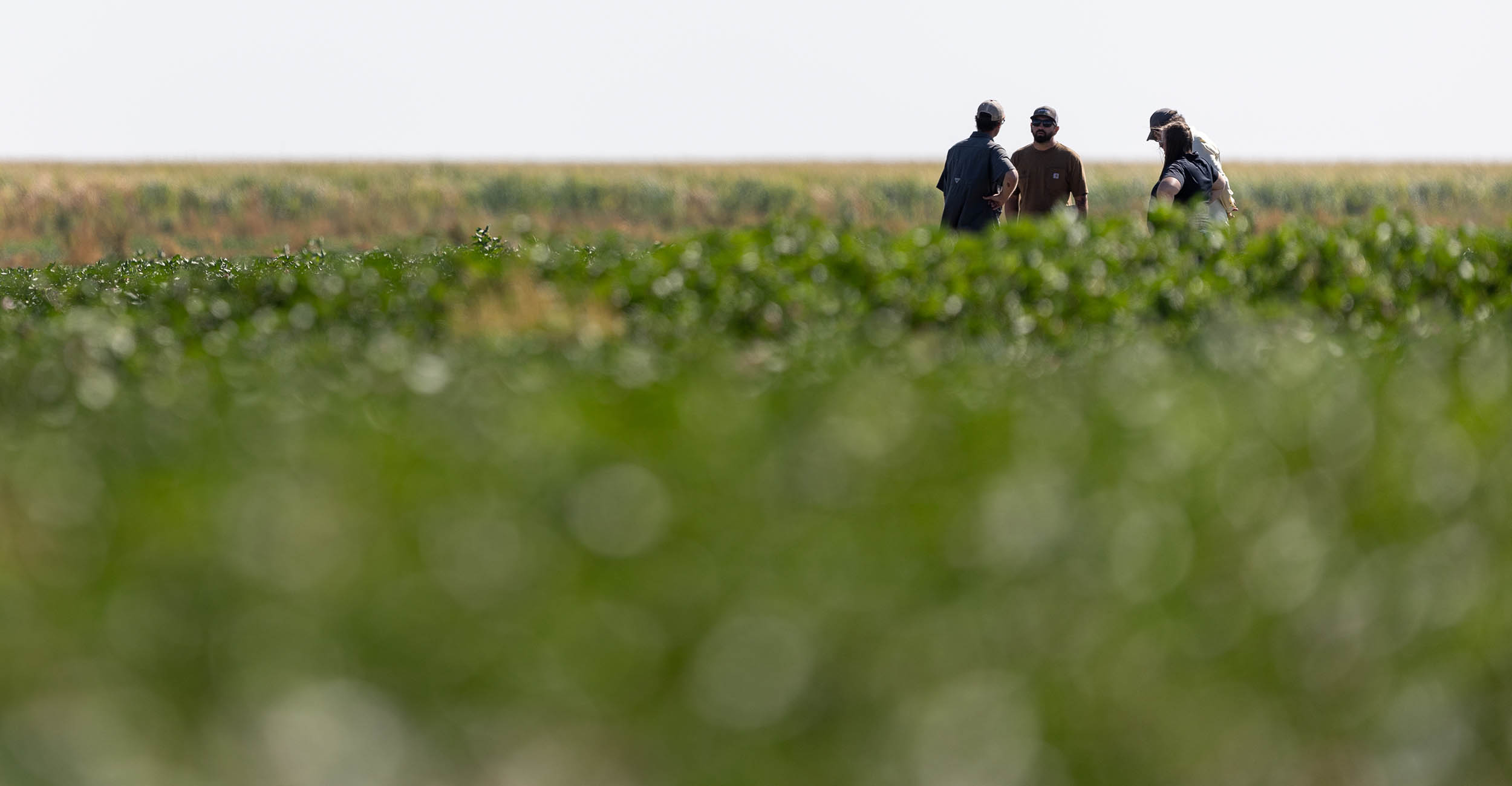 Farmers at a distance standing in a crop field.