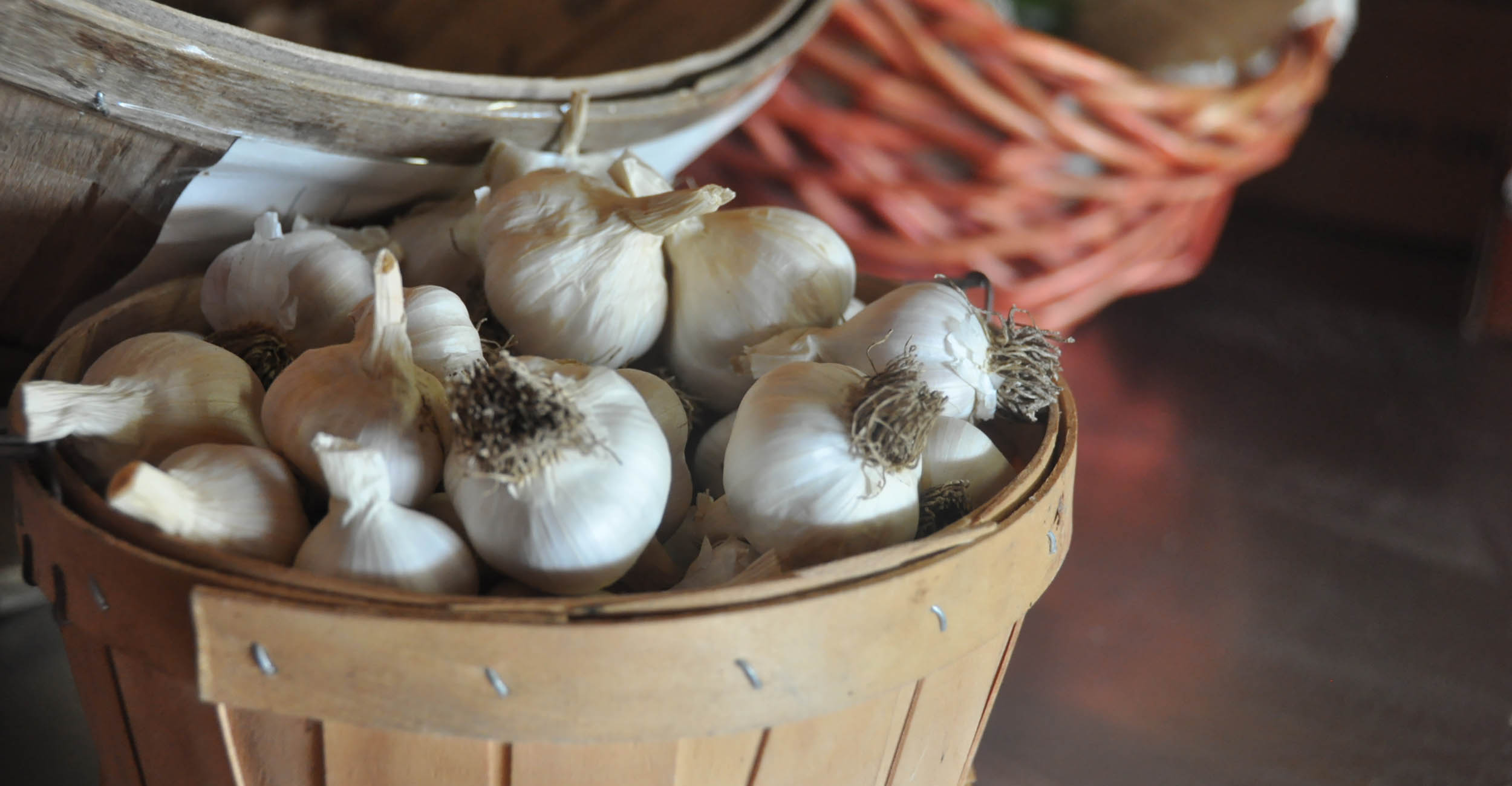 A basket full of harvested garlic.
