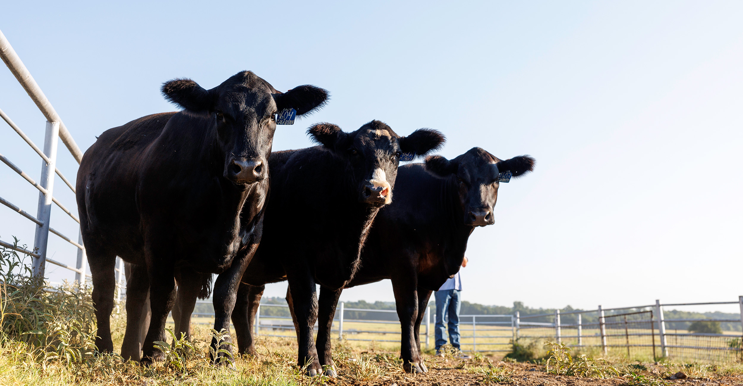 Three cows stand in a pasture next to a gate.