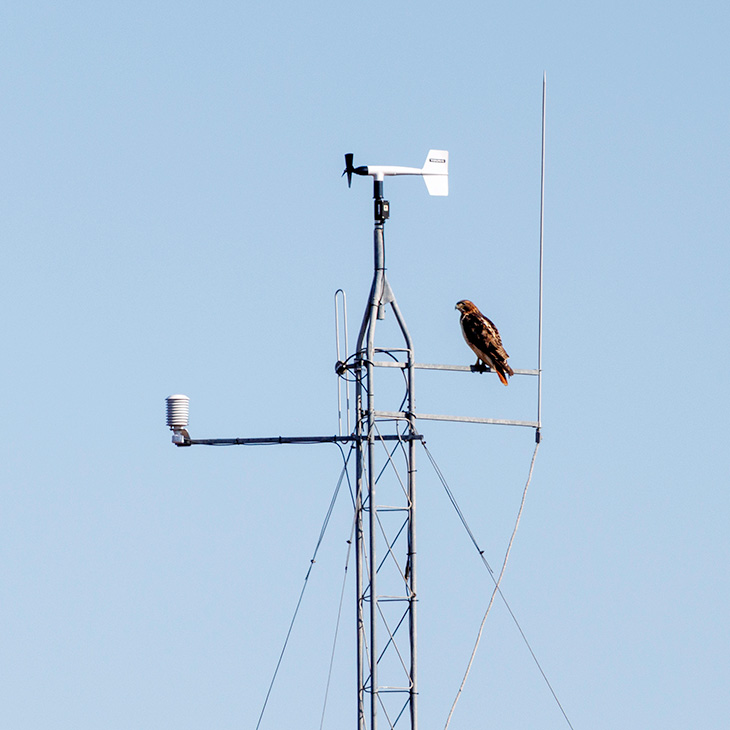 A bird of prey perched on a Mesonet tower against a clear blue sky.