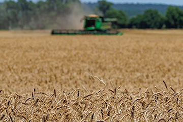 A golden wheat field fills the foreground, with a green combine harvester working in the distance and kicking up dust, backed by a line of trees and a blue sky.