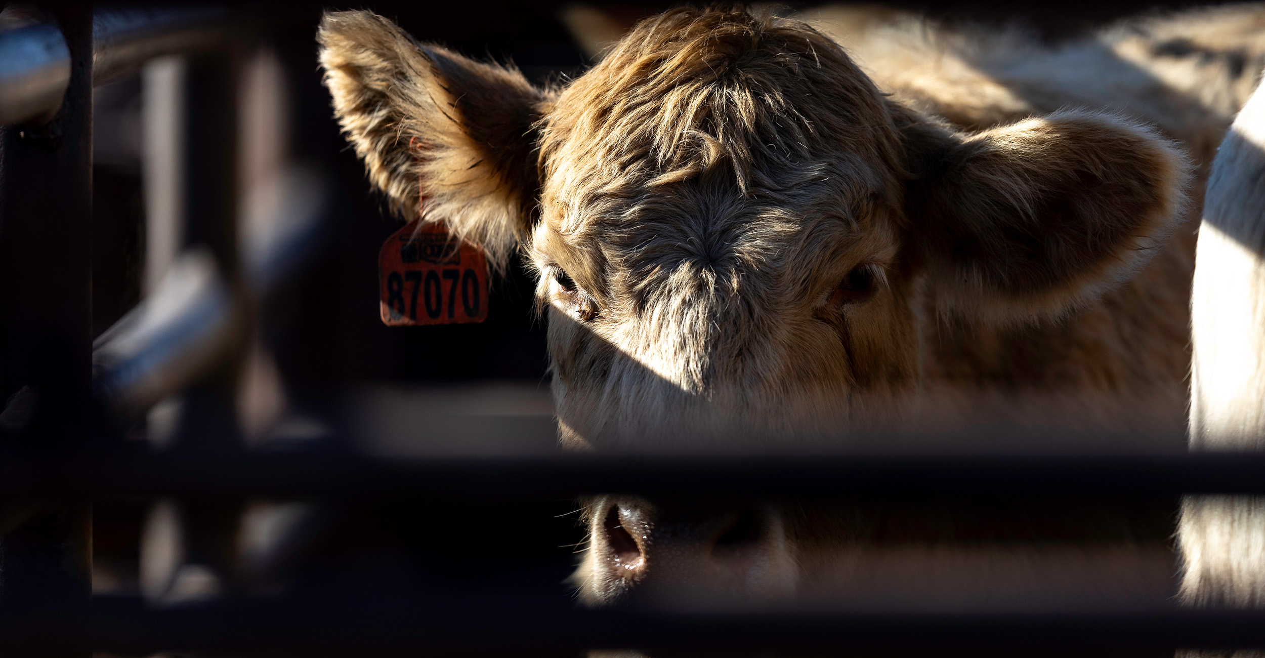OSU Extension concludes Oklahoma Quality Beef Network certification program