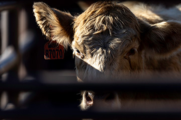 Close-up of a light brown calf standing behind metal fence rails, with warm sunlight illuminating its face and an orange ear tag visible on its left ear.