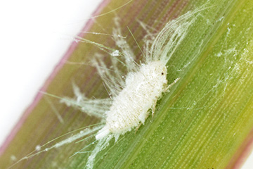 Close-up of a white, fuzzy pasture mealybug on a green plant leaf, with fine waxy filaments extending from its body.