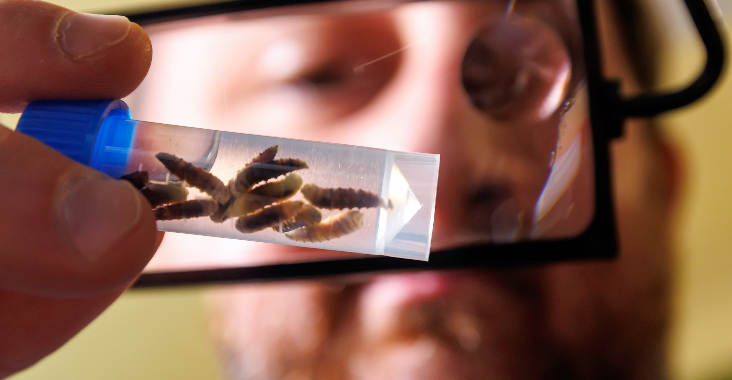 How an OSU laboratory is helping Oklahoma fight insect pests and plant diseases