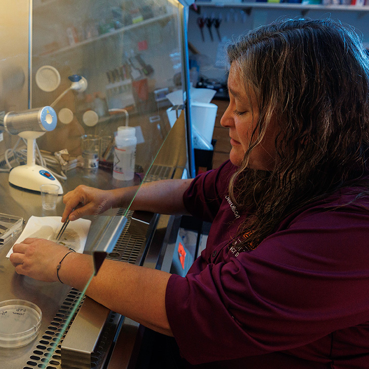 Jen Olson, wearing a maroon shirt, works inside a laboratory biosafety cabinet, using tweezers to handle a small sample on a white absorbent pad. Petri dishes, containers, and laboratory tools are arranged around the workspace, with shelves and additional equipment visible in the background.