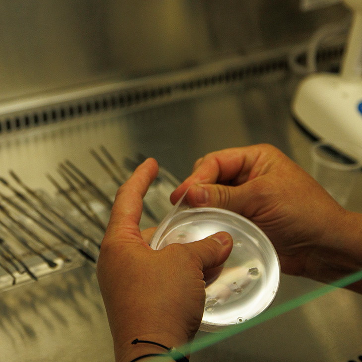 Close-up of a person's hands holding a clear Petri dish inside a laboratory biosafety cabinet. Sterile forceps are arranged on the work surface in the background, emphasizing a clean, controlled laboratory environment for handling biological samples.