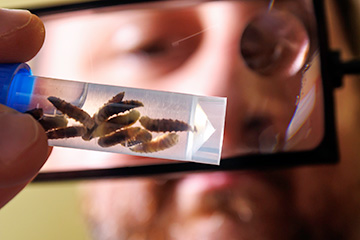 A person examines a small transparent container of brown insect larvae through a magnifying lens, with the enlarged view showing the segmented specimens inside.