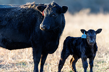 A black cow stands beside a black calf in a sunlit grassy field. Both face the camera, and each has a colored ear tag.