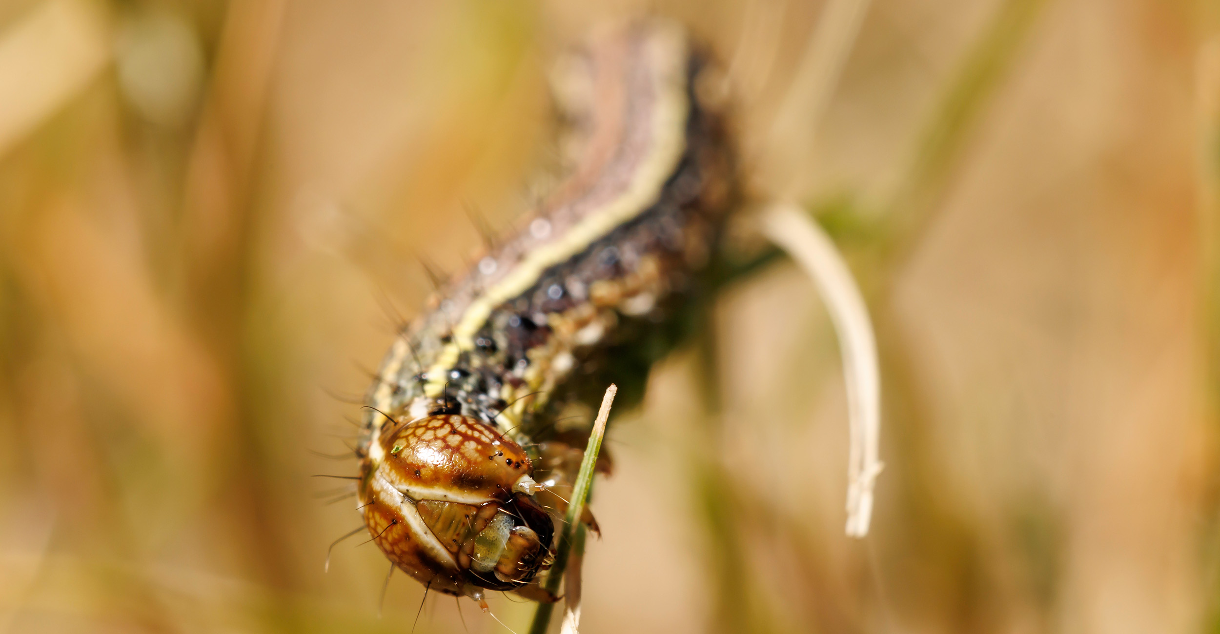 Fall armyworm eats foliage on a lawn.