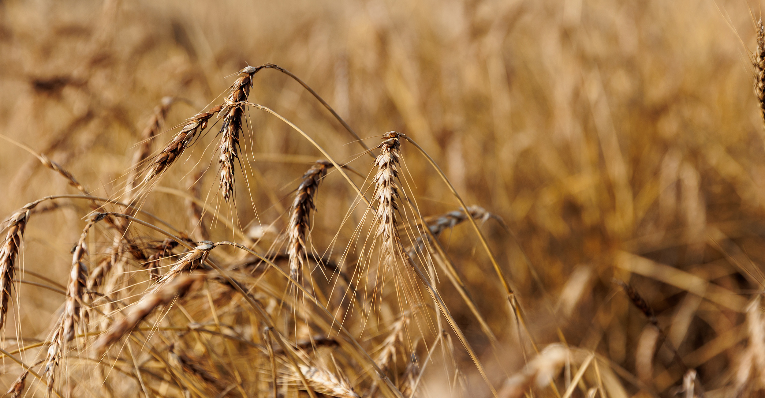 Mature wheat in a field