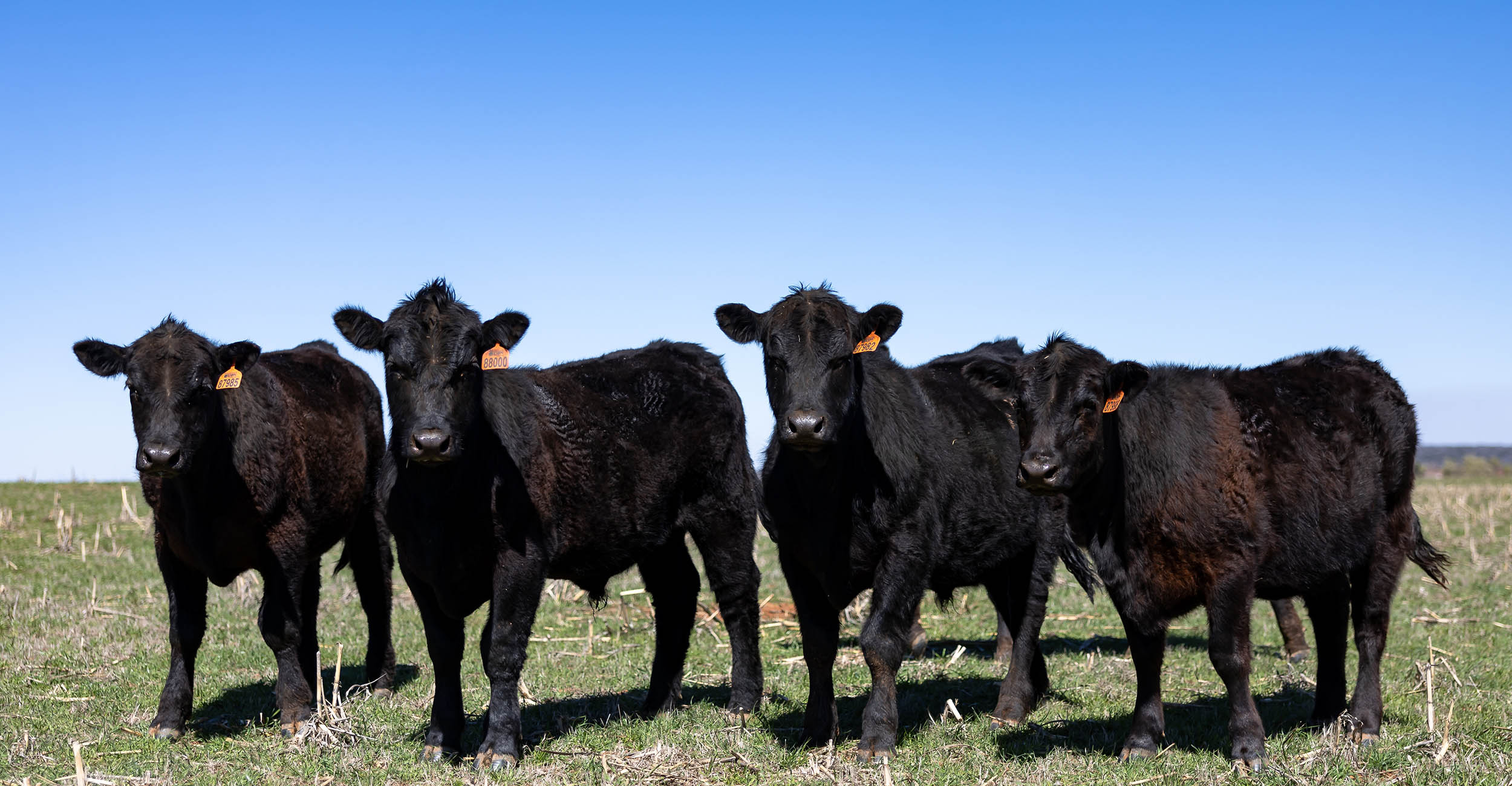 Four black steers standing in a line facing forward in front of a bright blue sky.