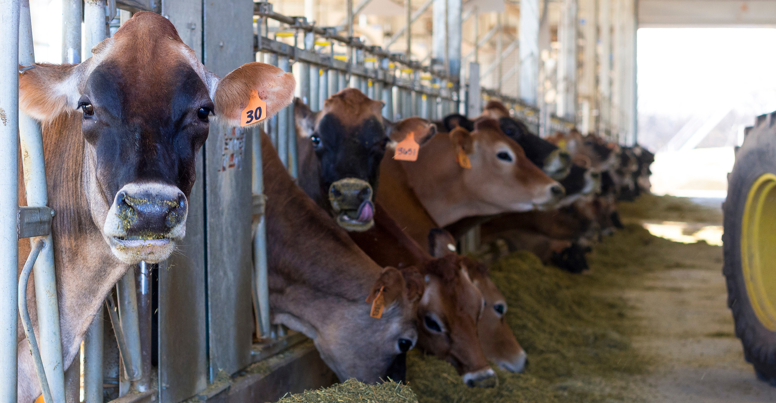 brown and white dairy cows eating hay in a barn