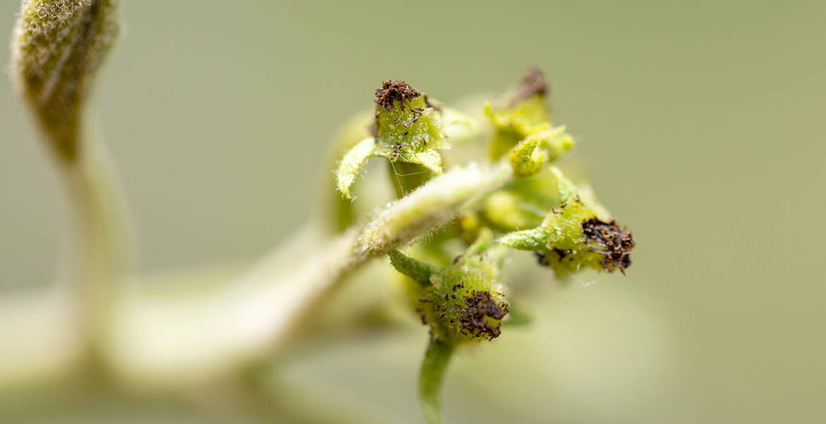 Close-up of green baby pecan buds in a tree. They are light green in color with brown on the bottom of the bud.