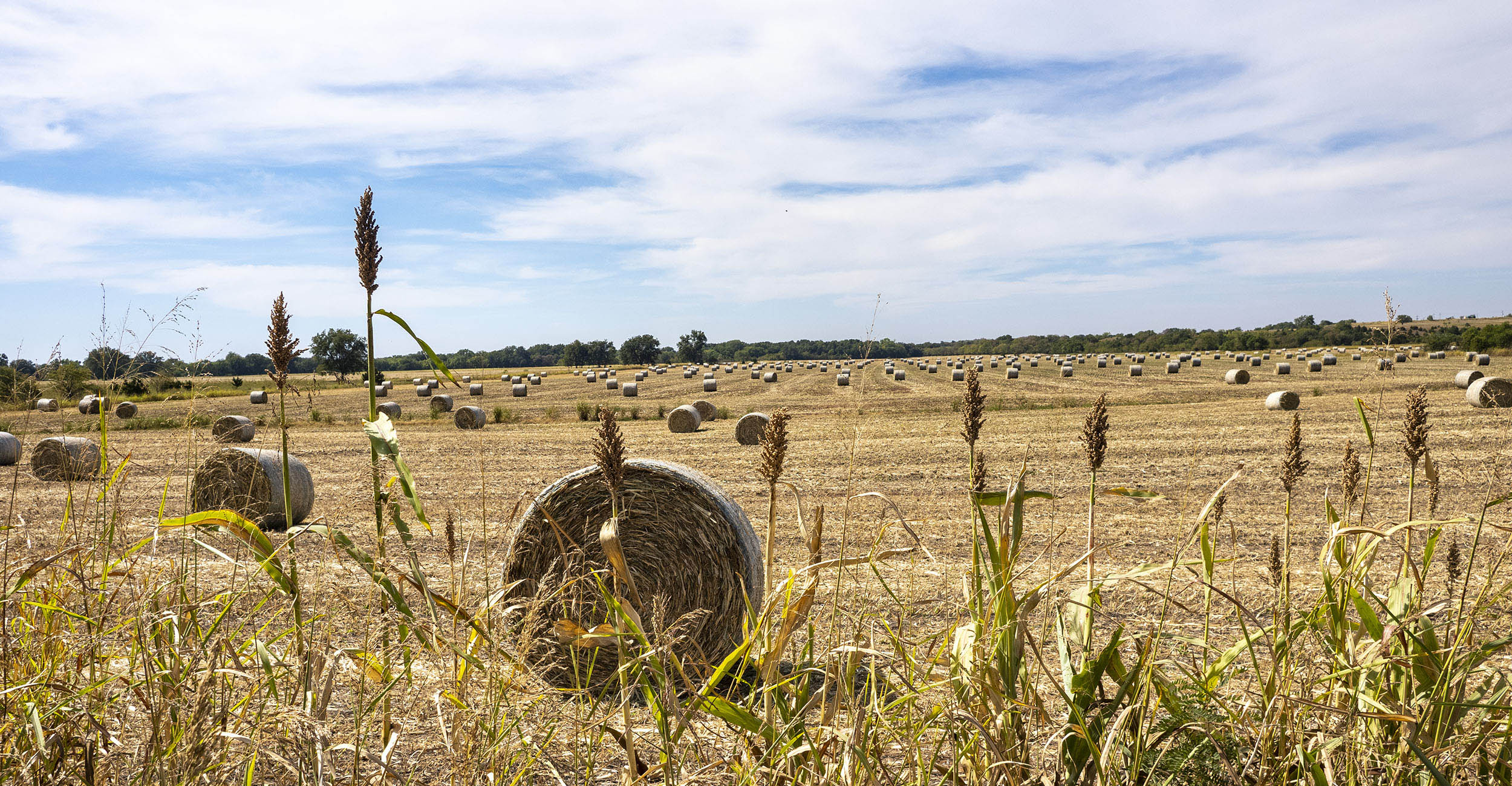 baled sorghum in a field