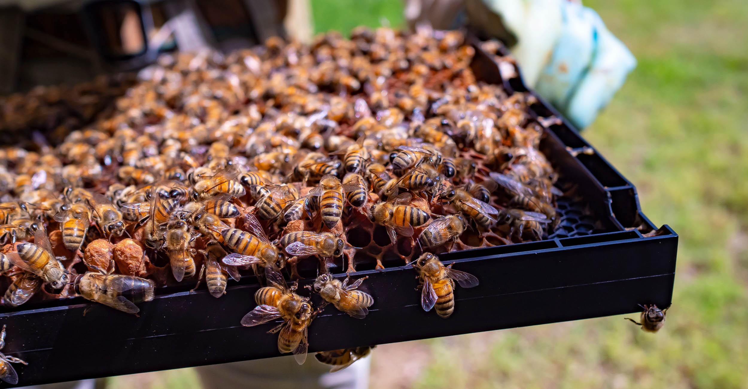 Registration open for OSU beekeeping Oklahoma State University