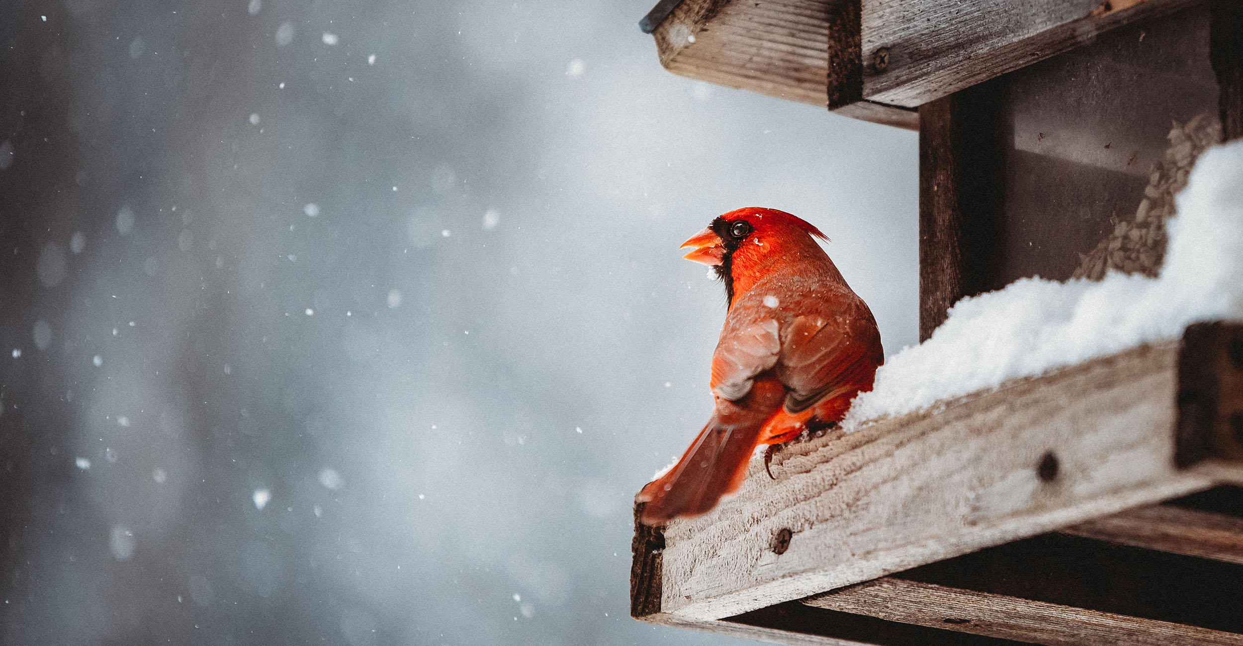 cardinal bird in winter