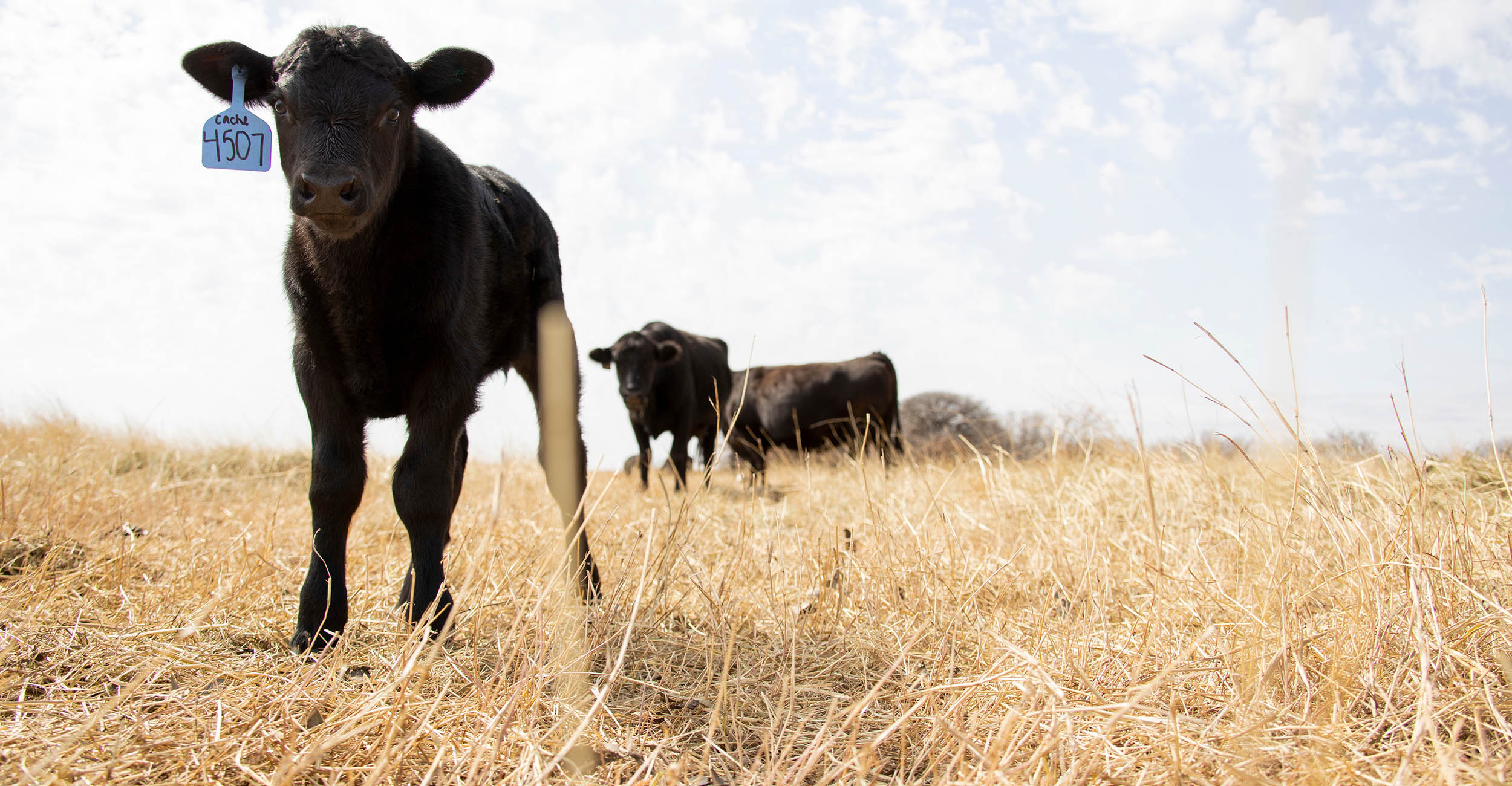A black calf standing with its head low, looking ahead. The calf has a blue ear tag in its right ear. Two black cows stand behind the calf in the far distance. The ground is brown and yellow, dry pastureland. The sky is bright and clear.