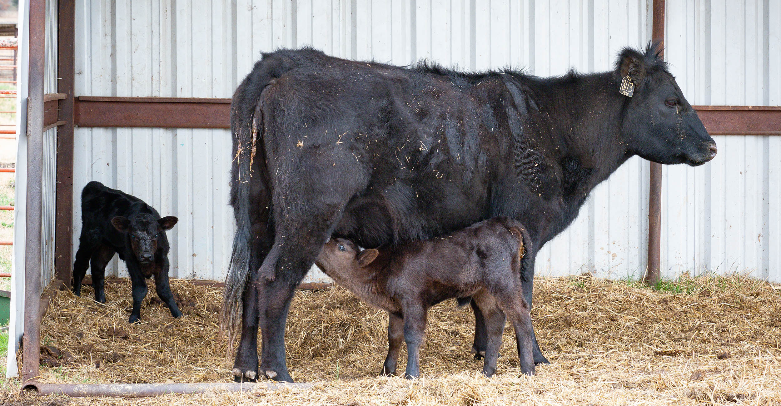 OSU Extension On Call For Calving Season Questions Oklahoma State