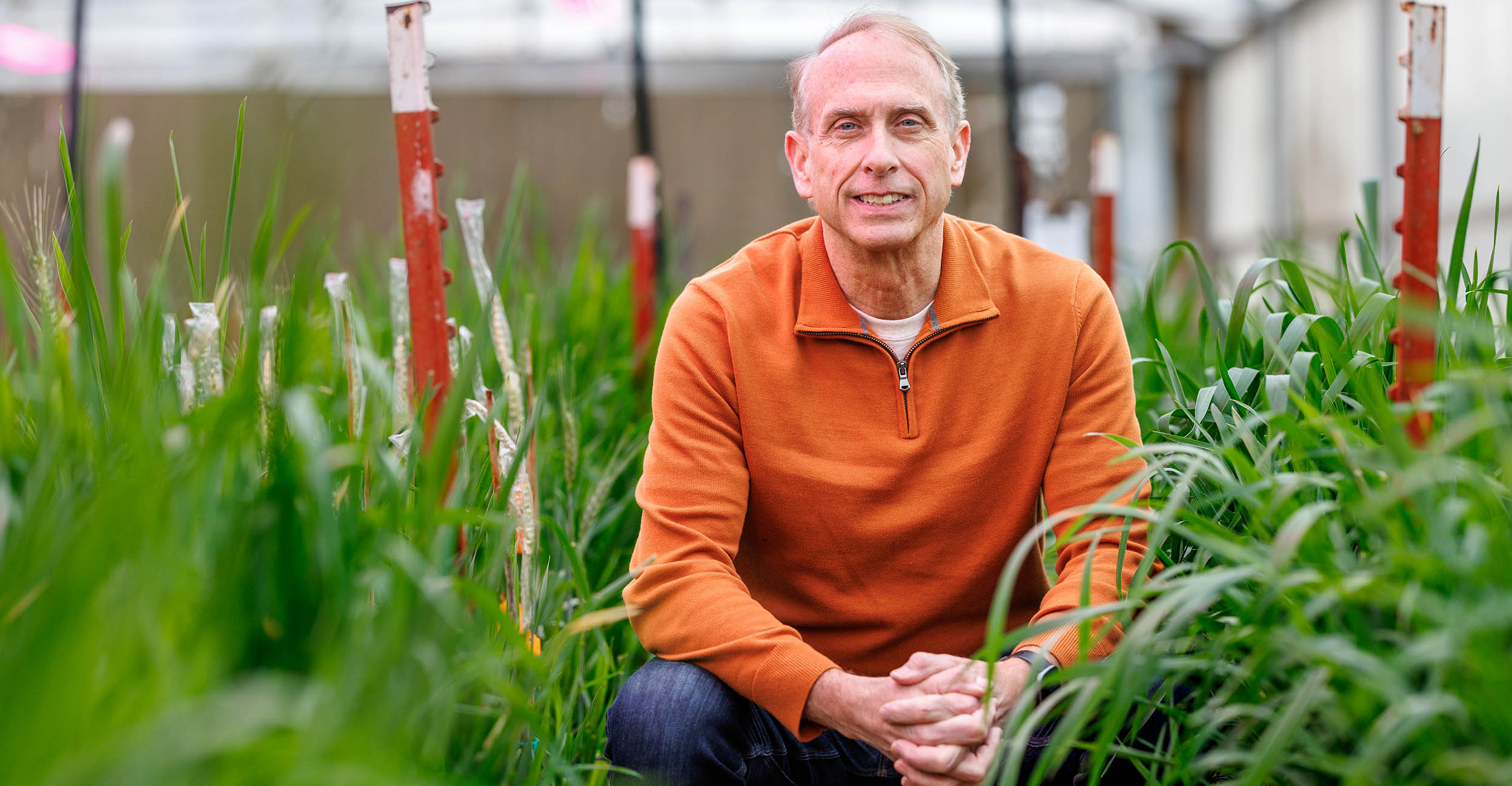 Brett Carver sits on a metal stool in a wheat research greenhouse surrounded by young green wheat plants. He is wearing an orange zip-up pullover sweatshirt and jeans.