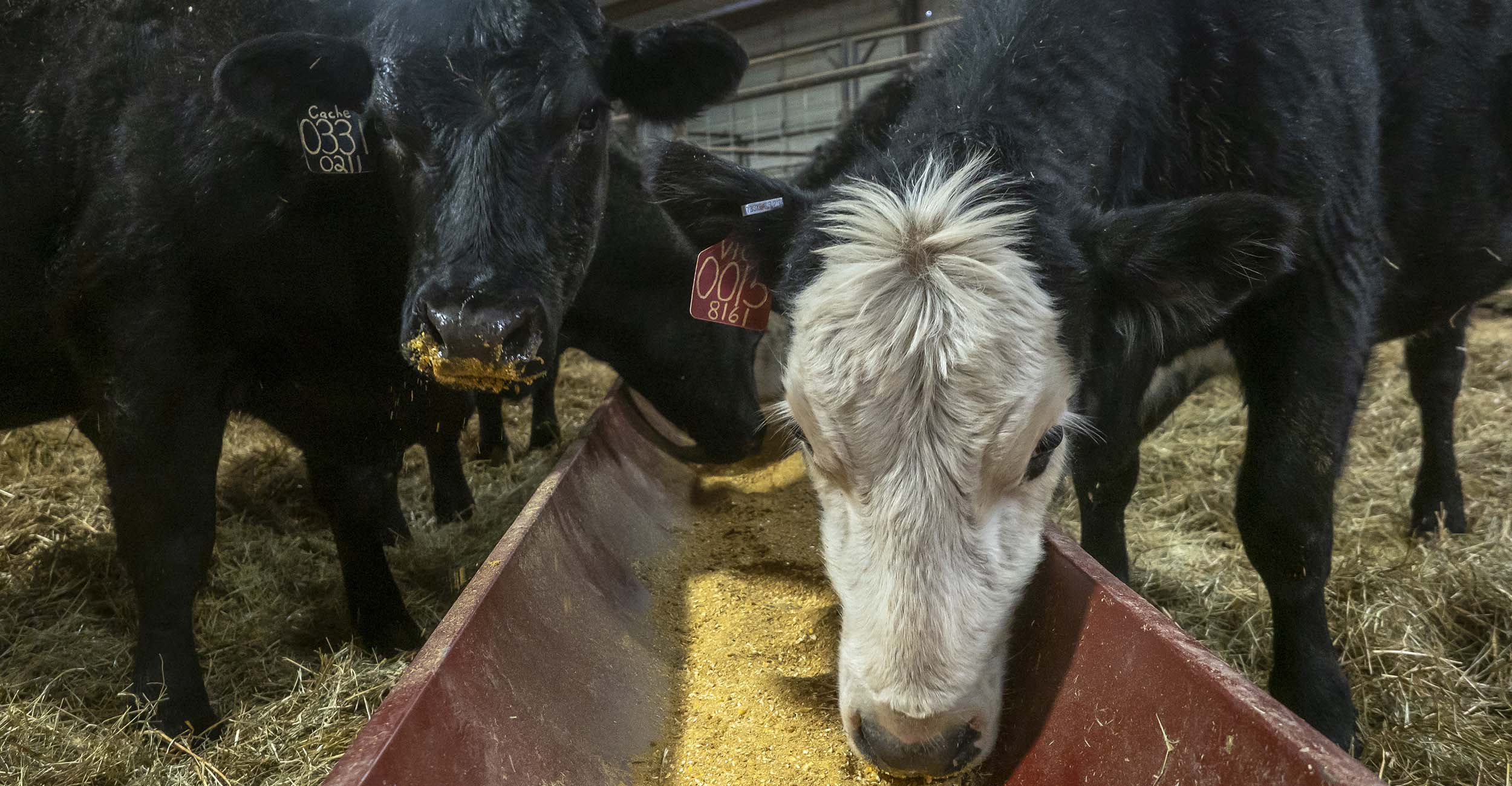 How To Feed Hay Bales To Cows Fs19 at Susan Sauter blog