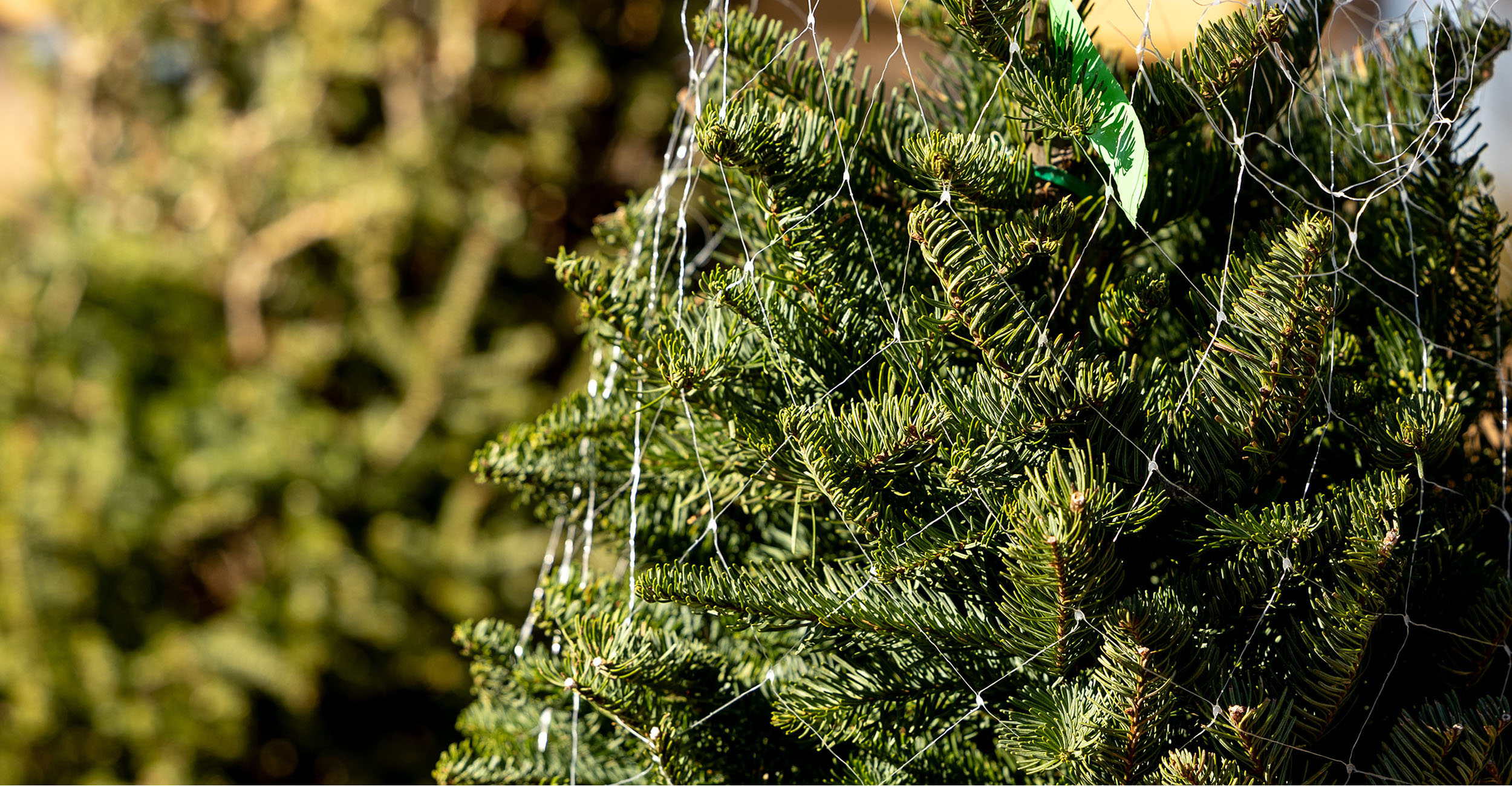 Christmas Entomology