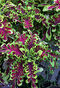 Close-up view of coleus leaves
