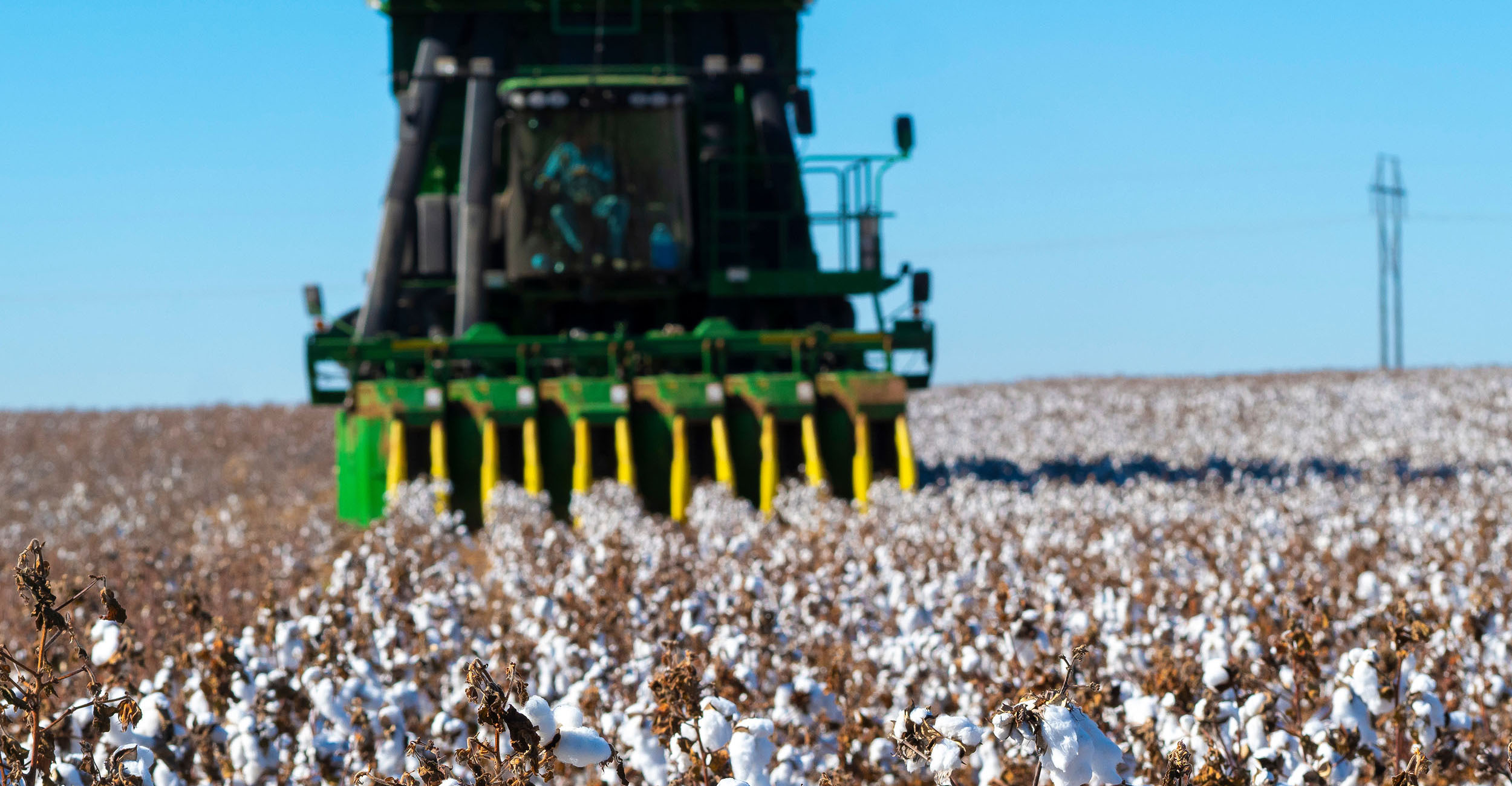 Photo of cotton being harvested.