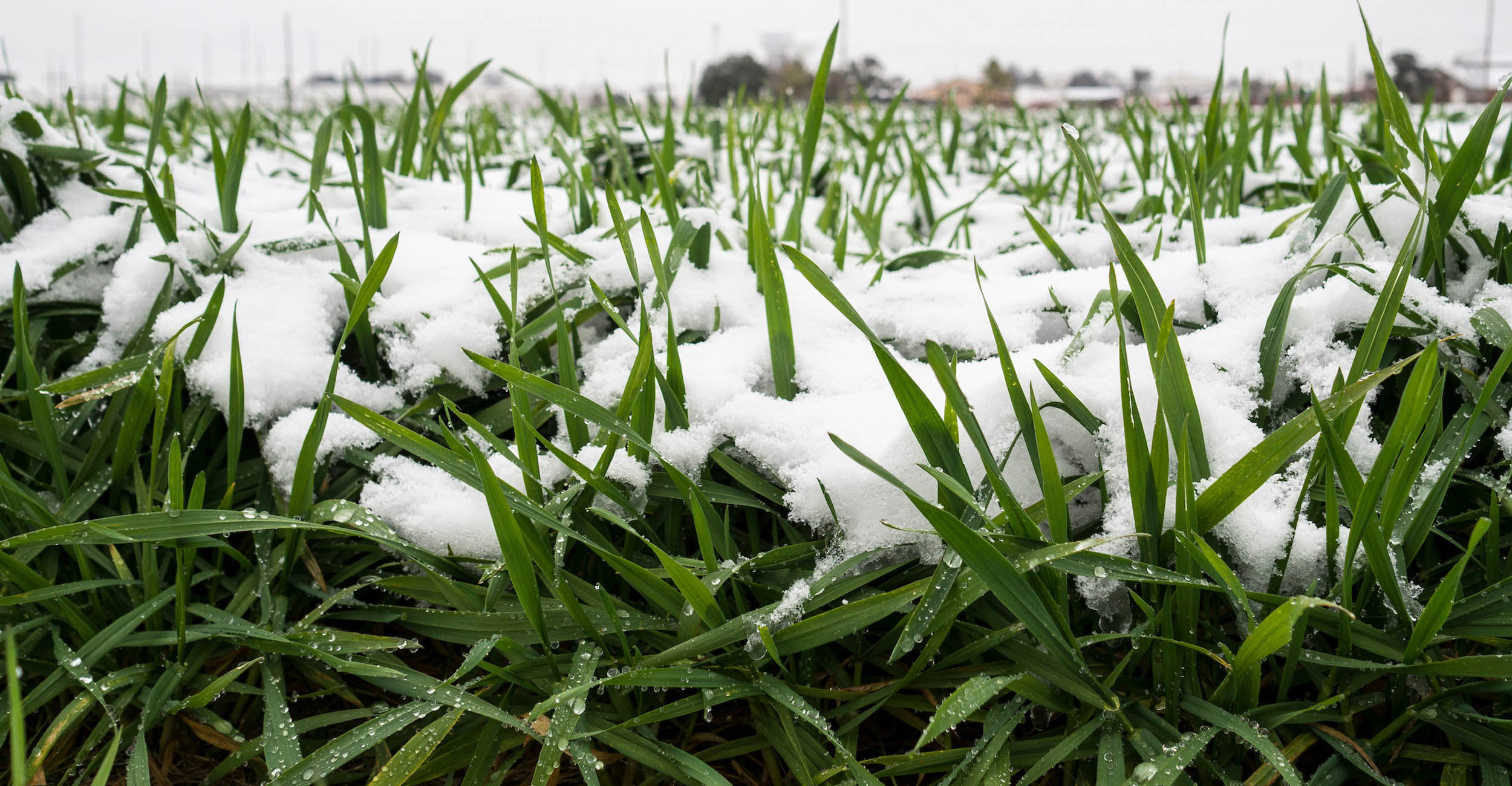 Shoots of bright green wheat plants peek through a white blanket of snow about a half-inch thick.