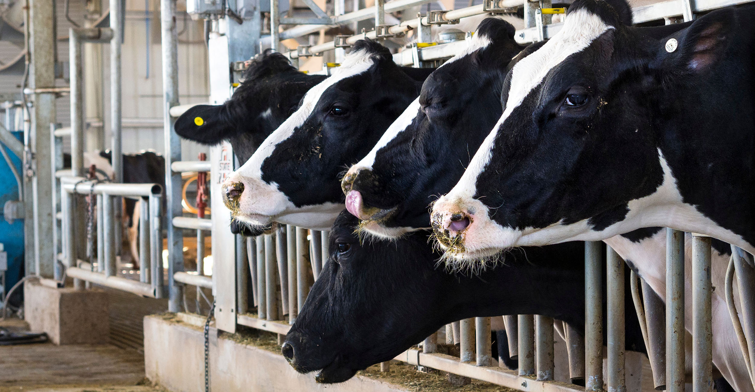 Watch for signs of pneumonia in dairy cows | Oklahoma State University