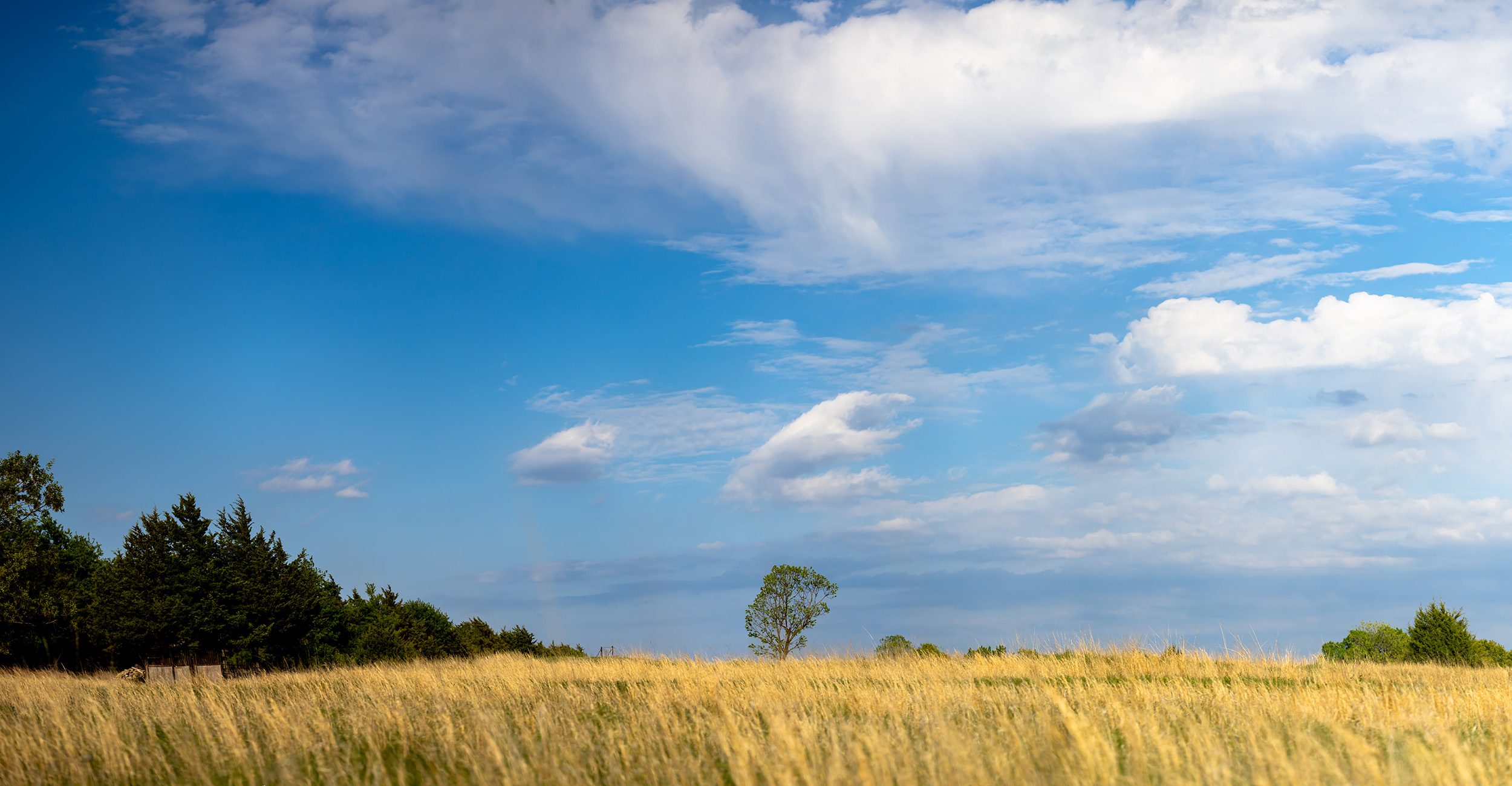 An open field surrounded by trees.