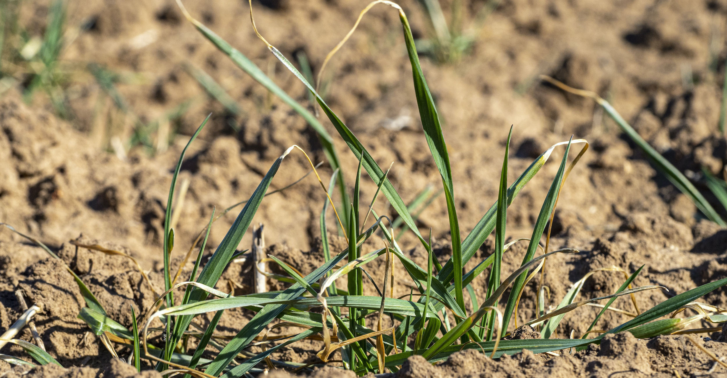 Applying drought lessons 10 years later | Oklahoma State University