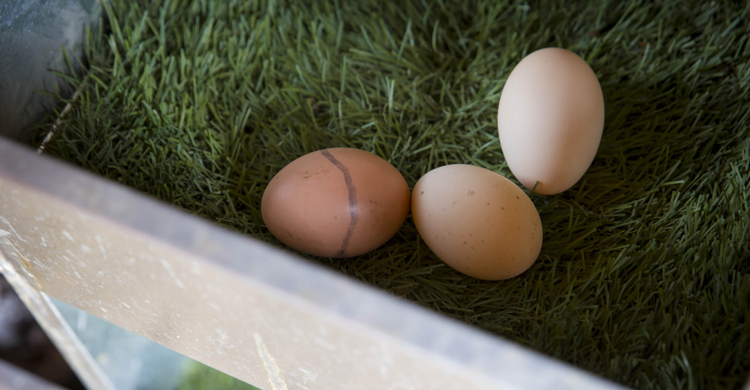 US large eggs more expensive than medium, small in 2022