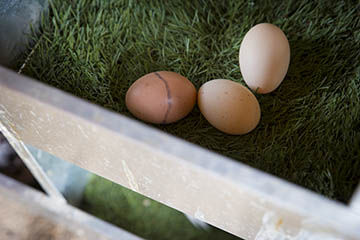 Egg Prices Thumb 