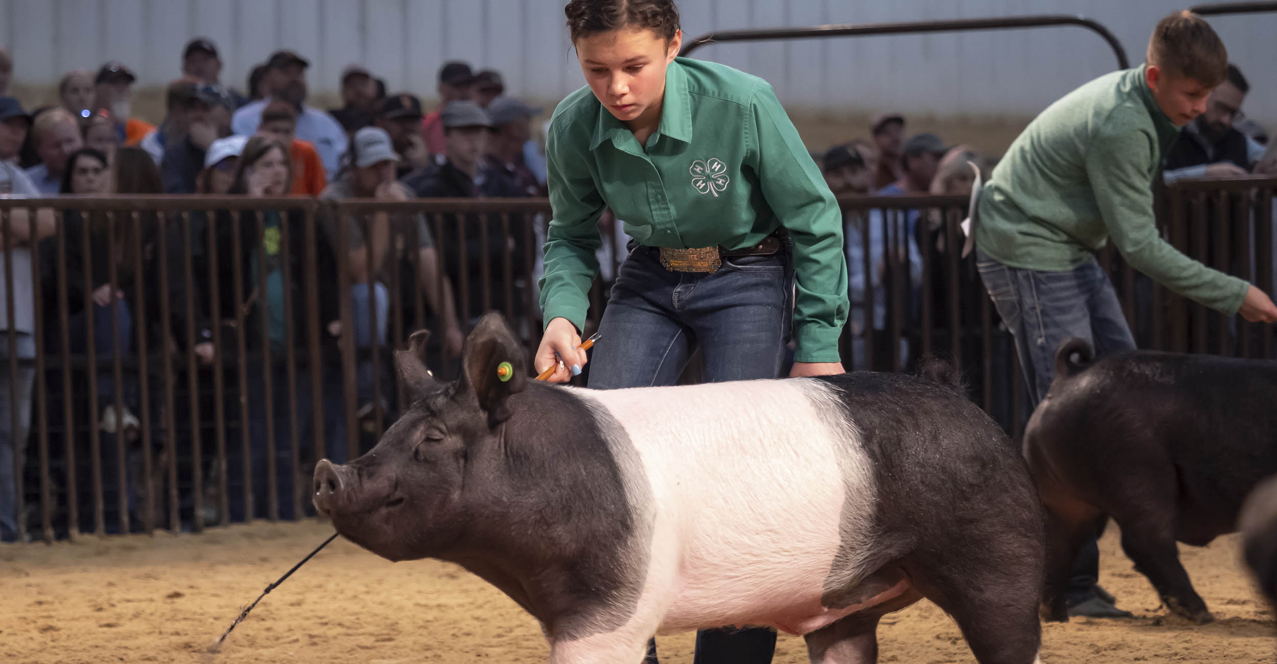 A young, pre-teen girl with brunette hair pulled back in a green long-sleeved collared, button-down shirt with the 4-H logo and jeans bends down to walk her black and white pig in the show ring.