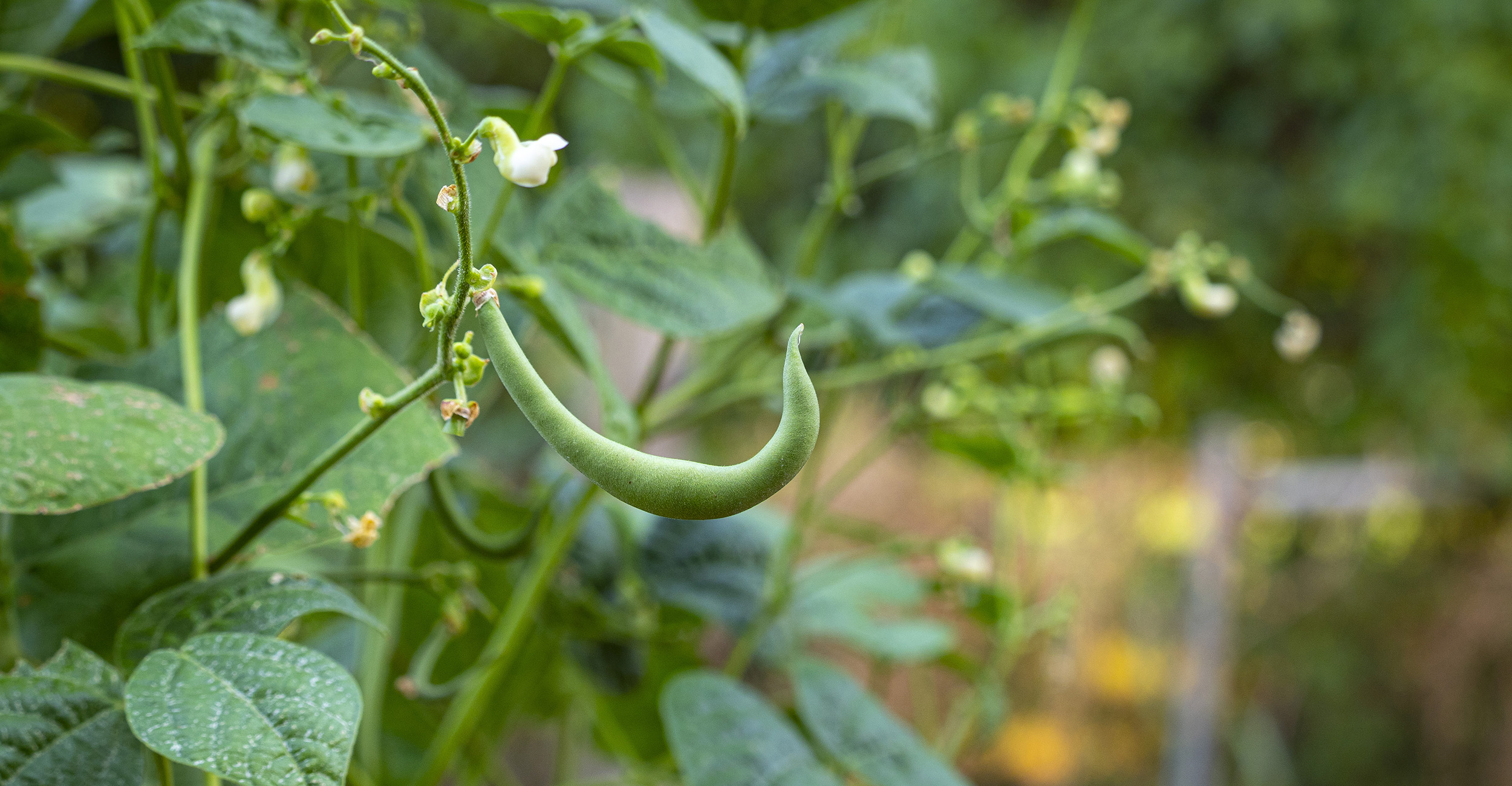 A green bean plant with multiple yellow flowers and one bean ready to harvest.
