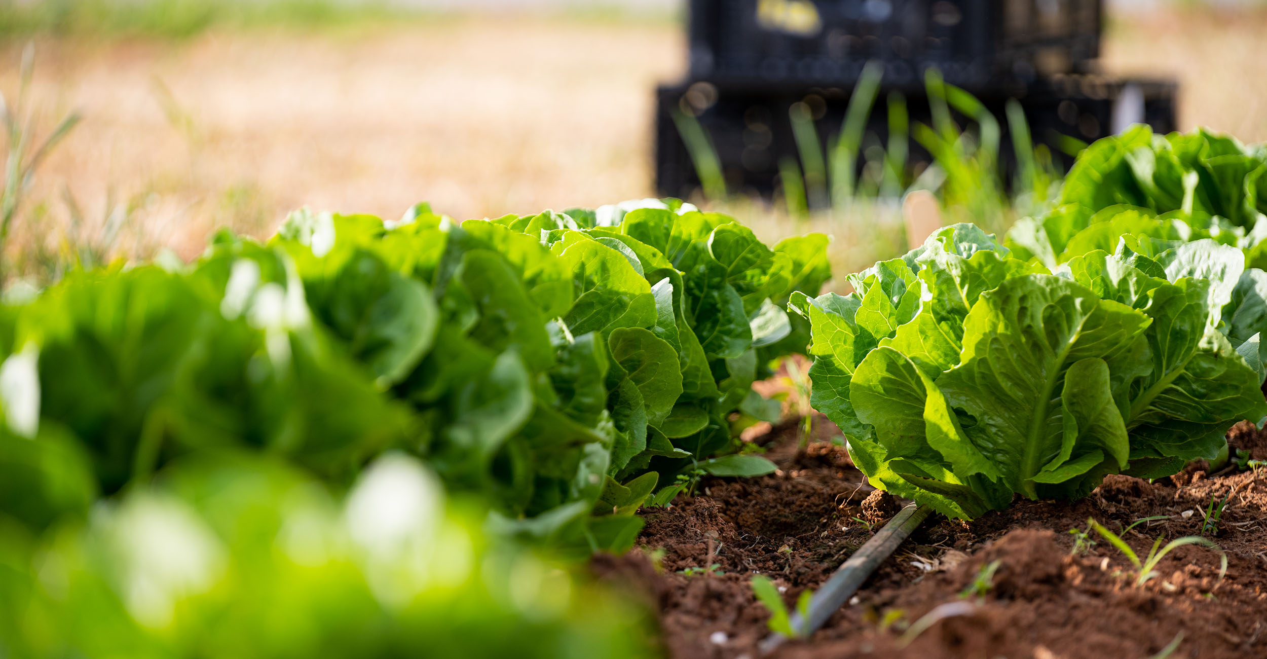 fall-gardens-are-planted-in-the-heat-of-summer-oklahoma-state-university