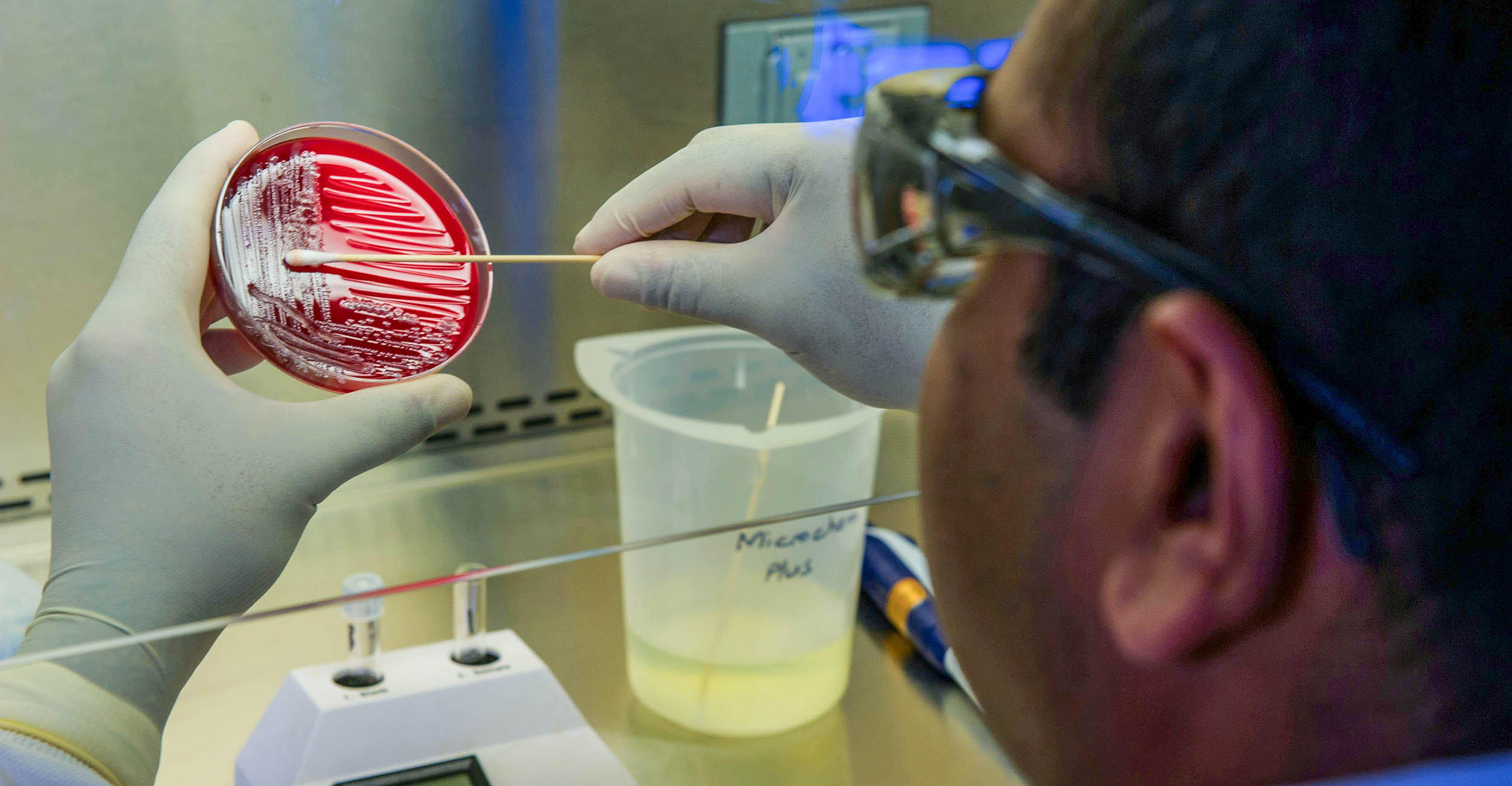 A man with brown hair and wearing a white lab coat and white gloves who is swabbing a red substance in a petri dish. The view is from behind the man's head.