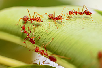 Red imported fire ants linking up to crawl over a plant.