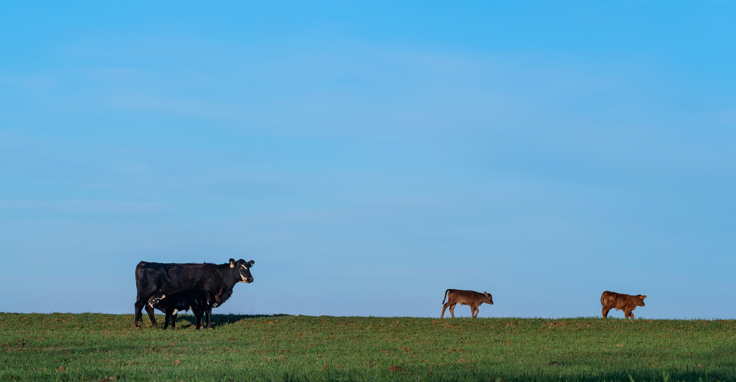 A black baby calf nurses a black cow as they stand on wheat grazing pasture with a bright blue, clear sky behind them. Two other young brown calves stand in single file in front of the cow.