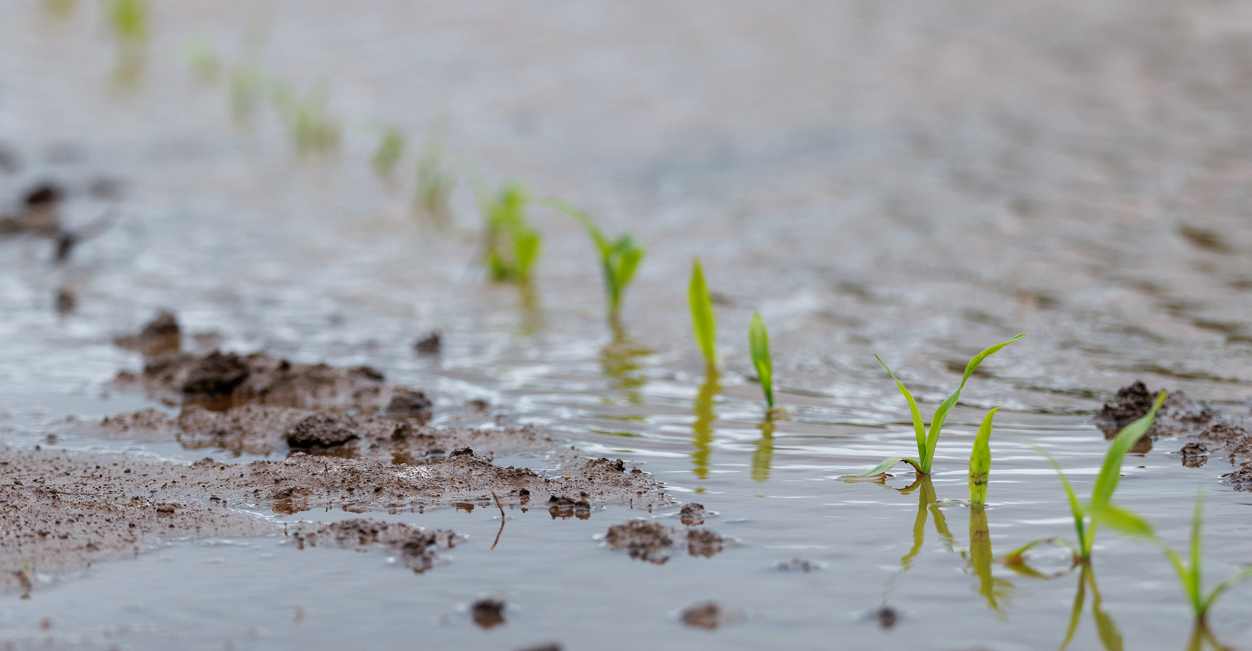 Small plants sit in puddles in a rain-soaked garden.
