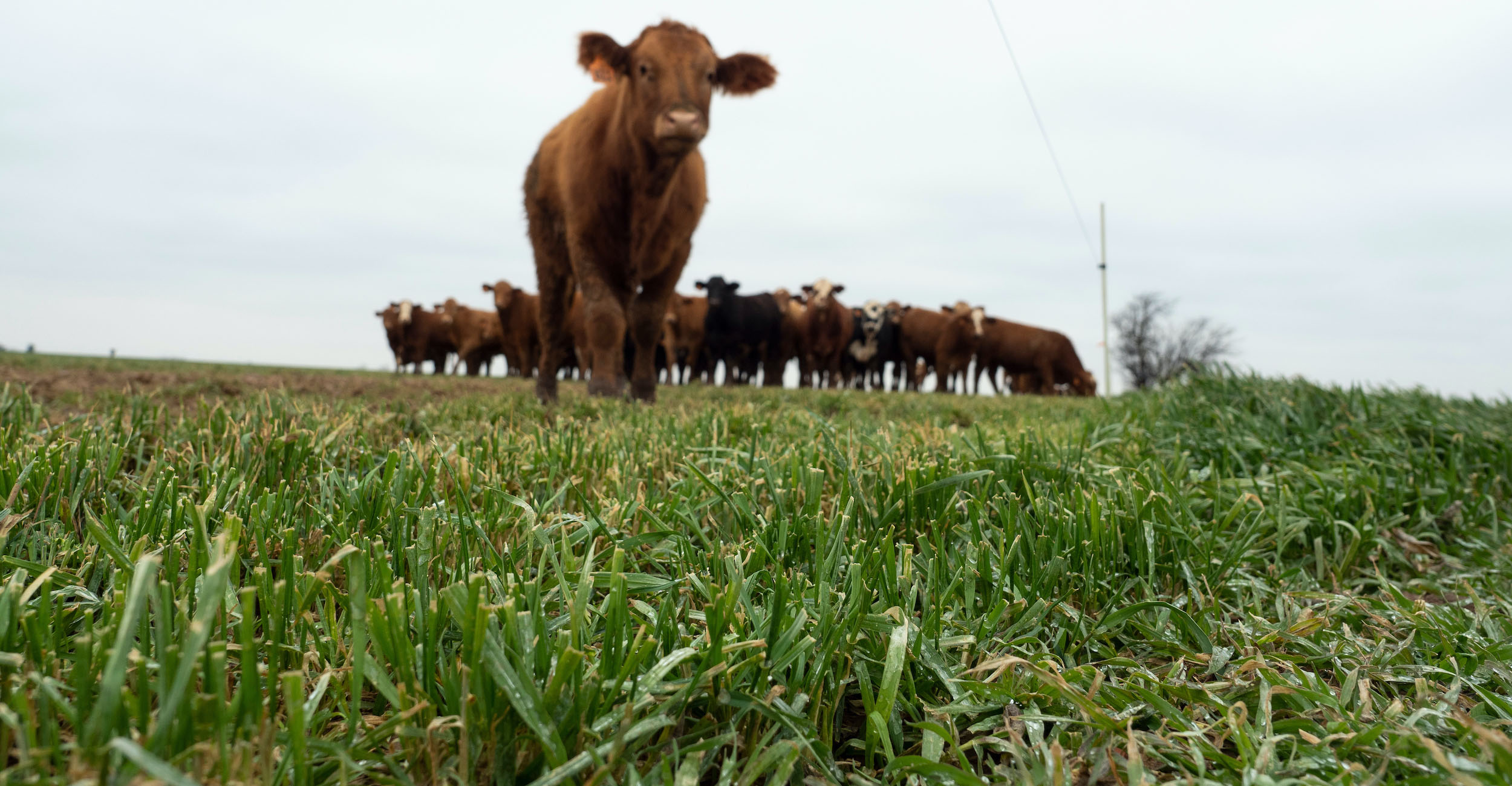 cattle grazing on wheat