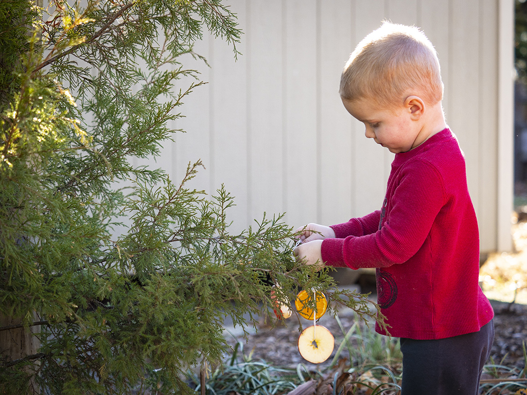 boy hanging orange slice ornament on tree