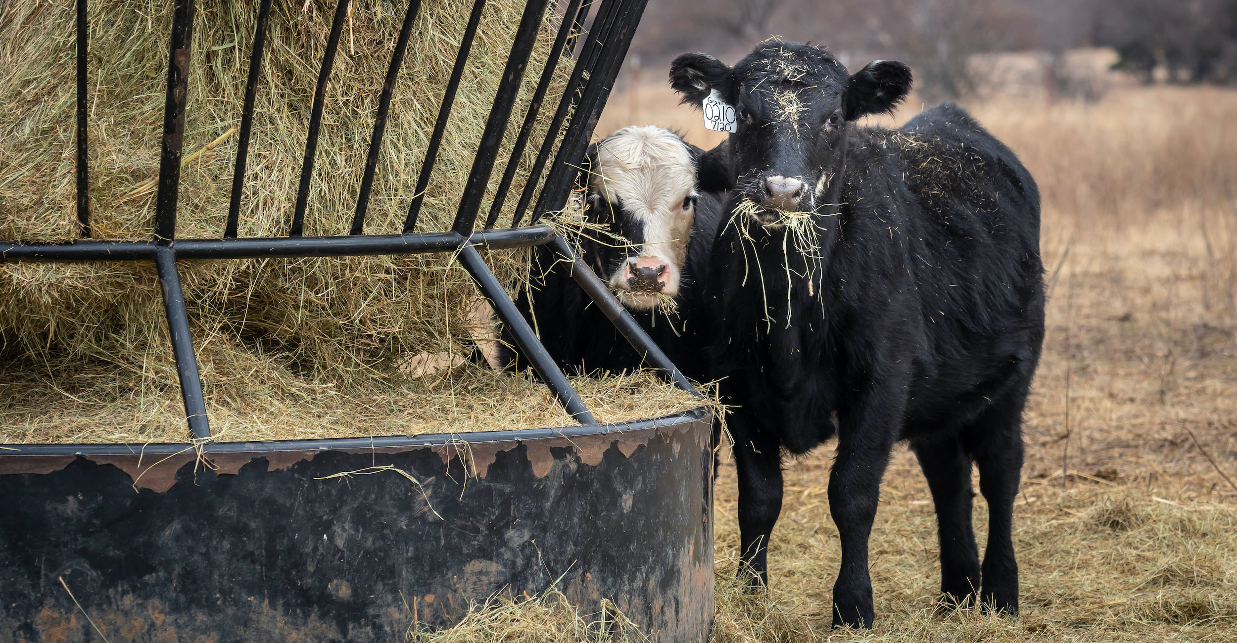 Wheat straw can help keep cows full